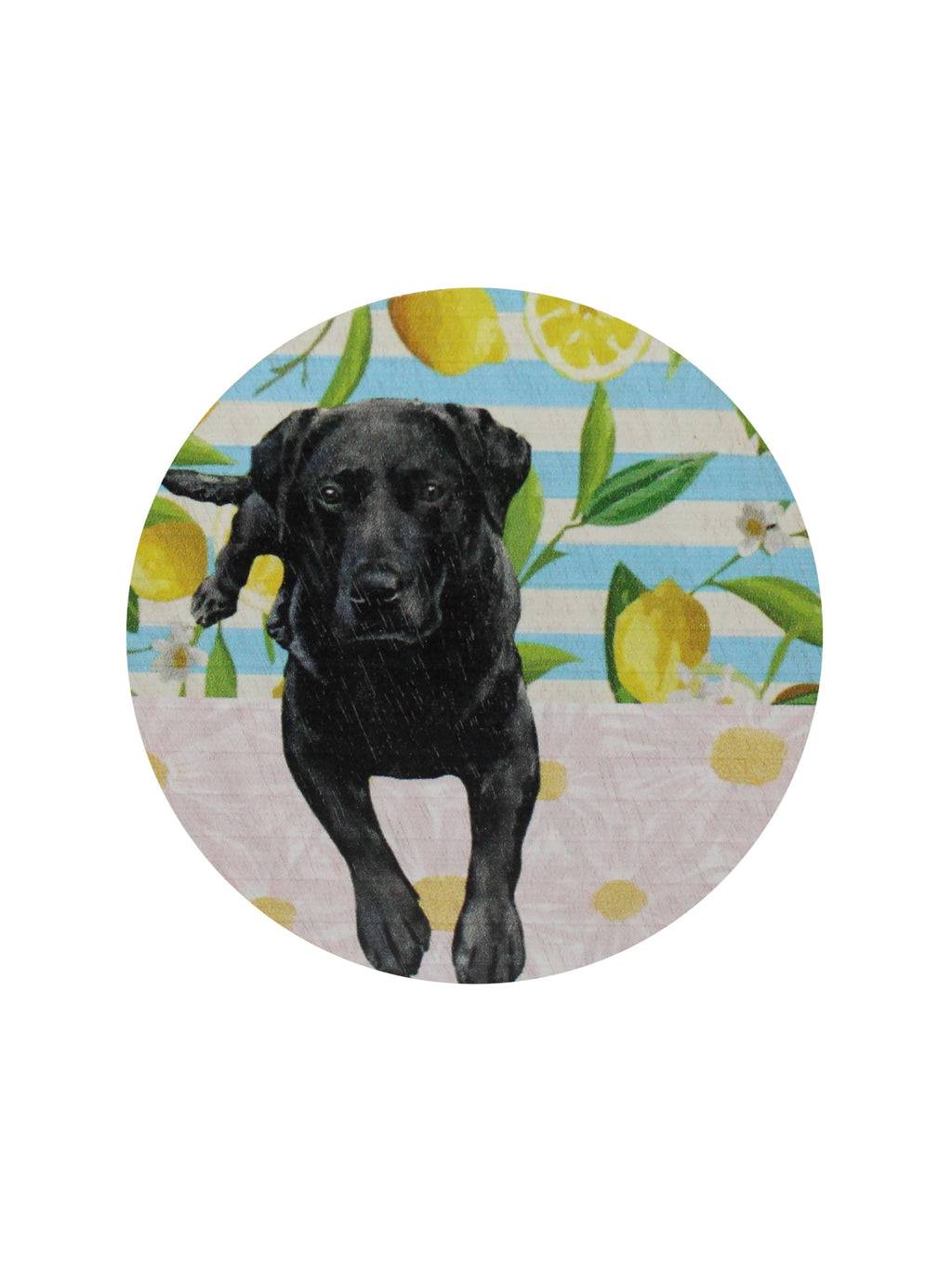 Sand + Paws Tropical Citrus 12 oz scented candle Premium