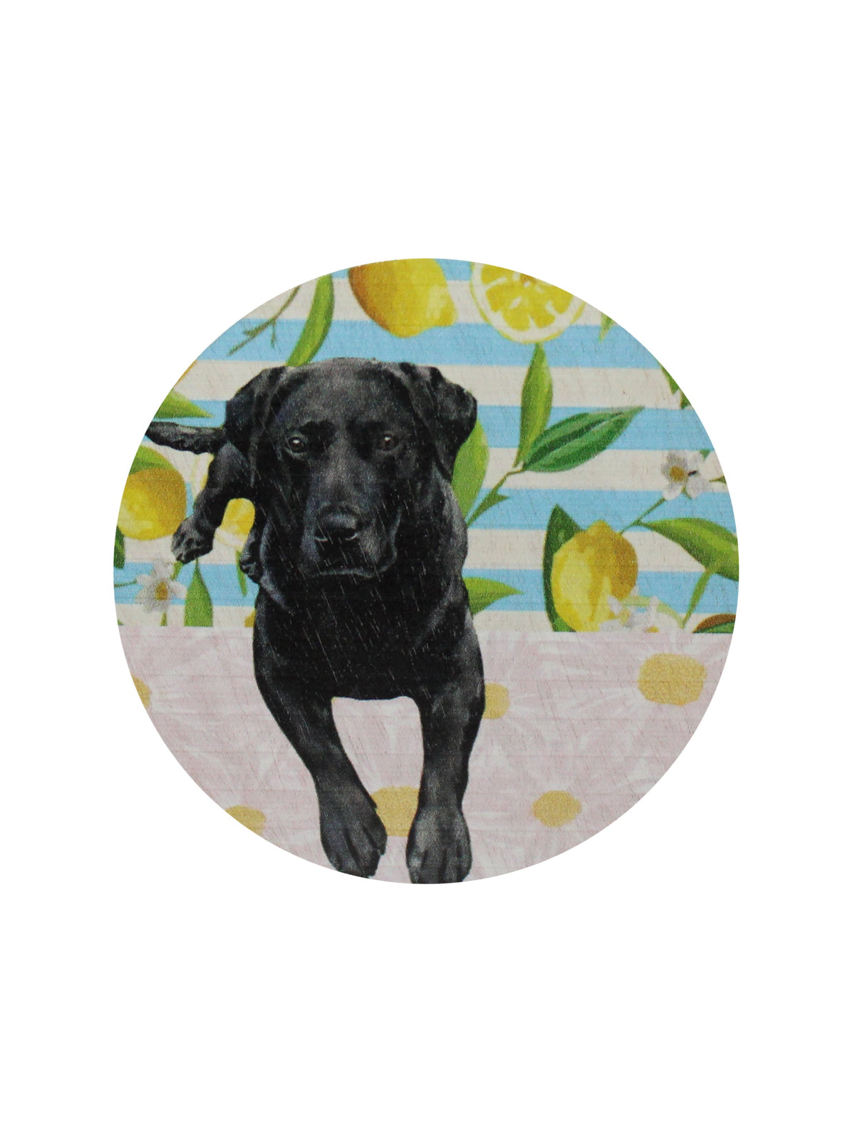 Sand + Paws Tropical Citrus 12 oz scented candle Premium