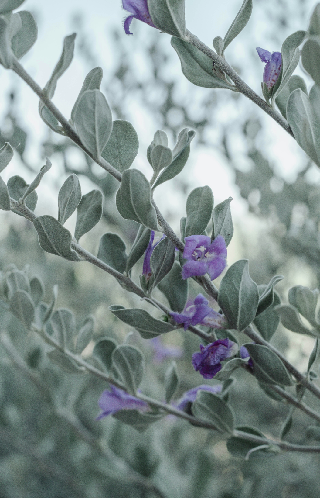Eucalyptus & Lavender 100 ml Aromatic Reed Diffuser
