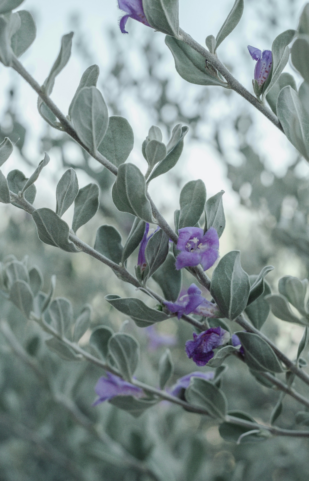 Eucalyptus & Lavender 12 oz scented candle Premium