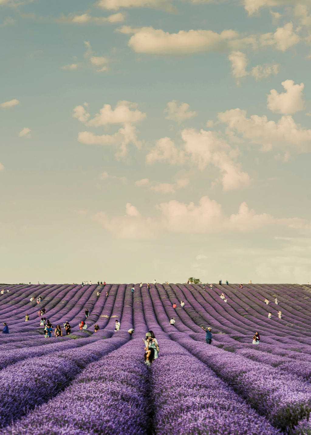 French Lavender 20 oz Liquid Gentle Hand Soap