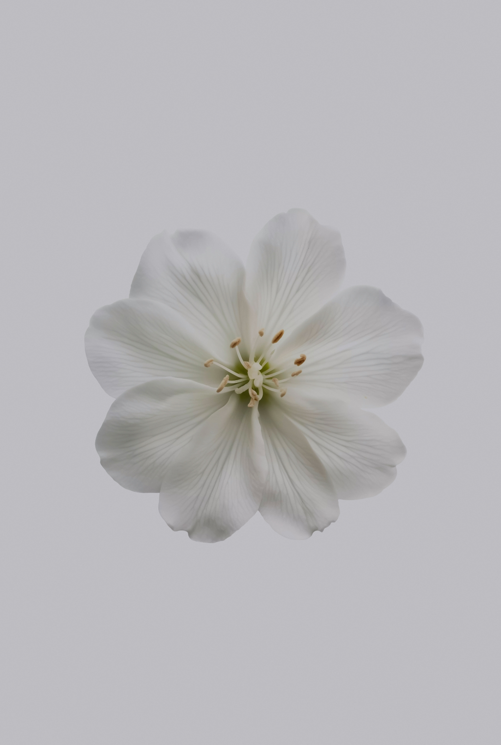 Fresh Jasmine 12 oz scented candle Premium