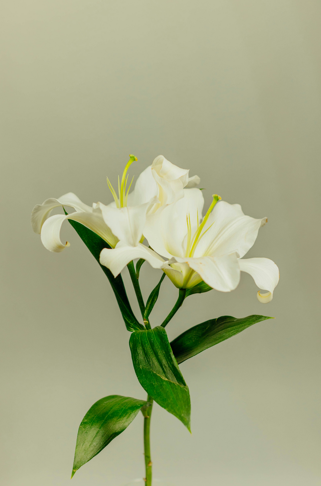 Gardenia 100 ml Aromatic Reed Diffuser