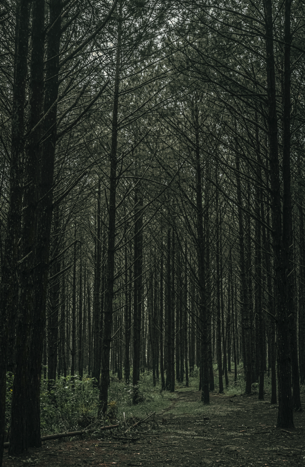 Teakwood 100 ml Refreshing Room Spray