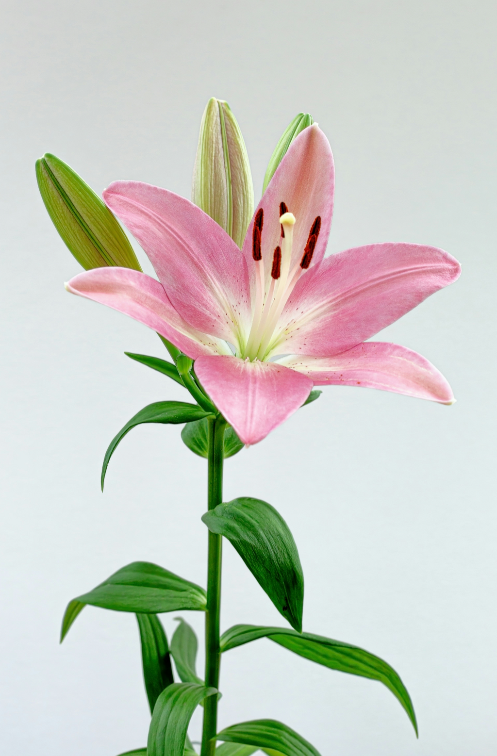 Peony & Lily 50 ml Luxurious Perfume Oil Dropper