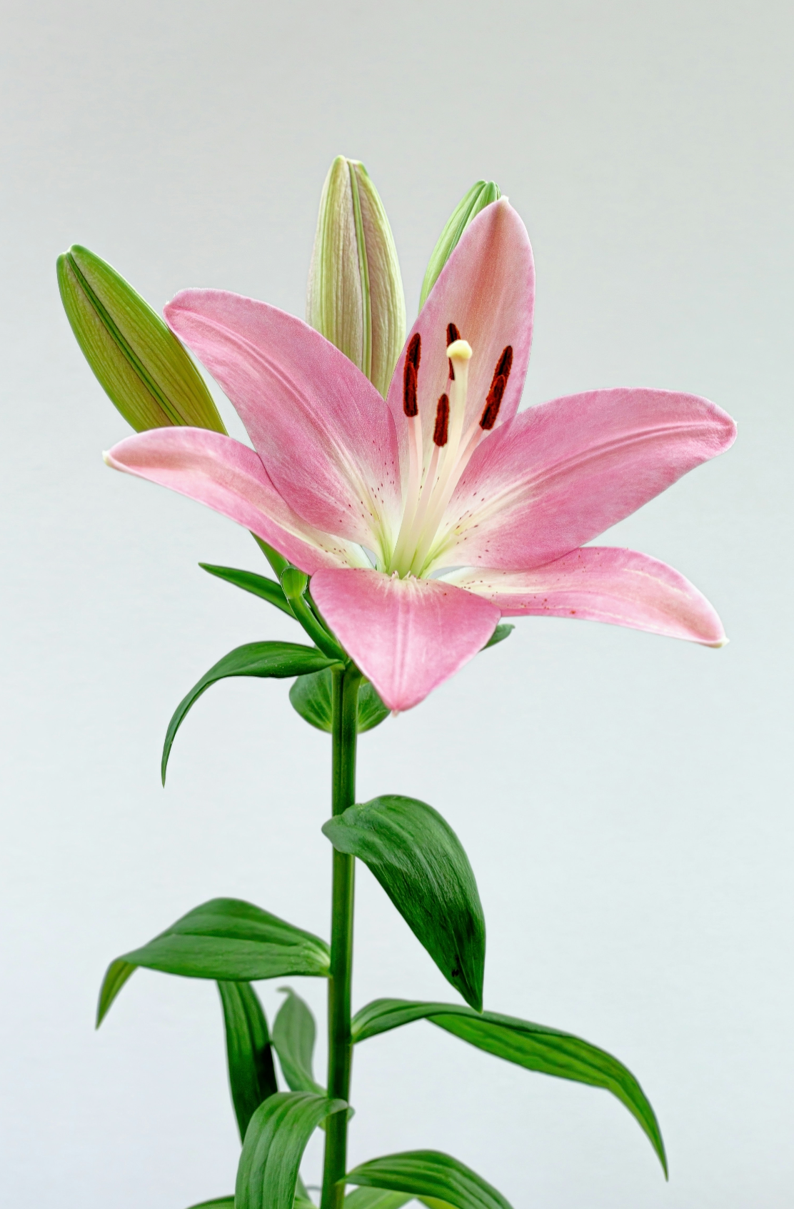 Peony & Lily 50 ml Luxurious Perfume Oil Dropper