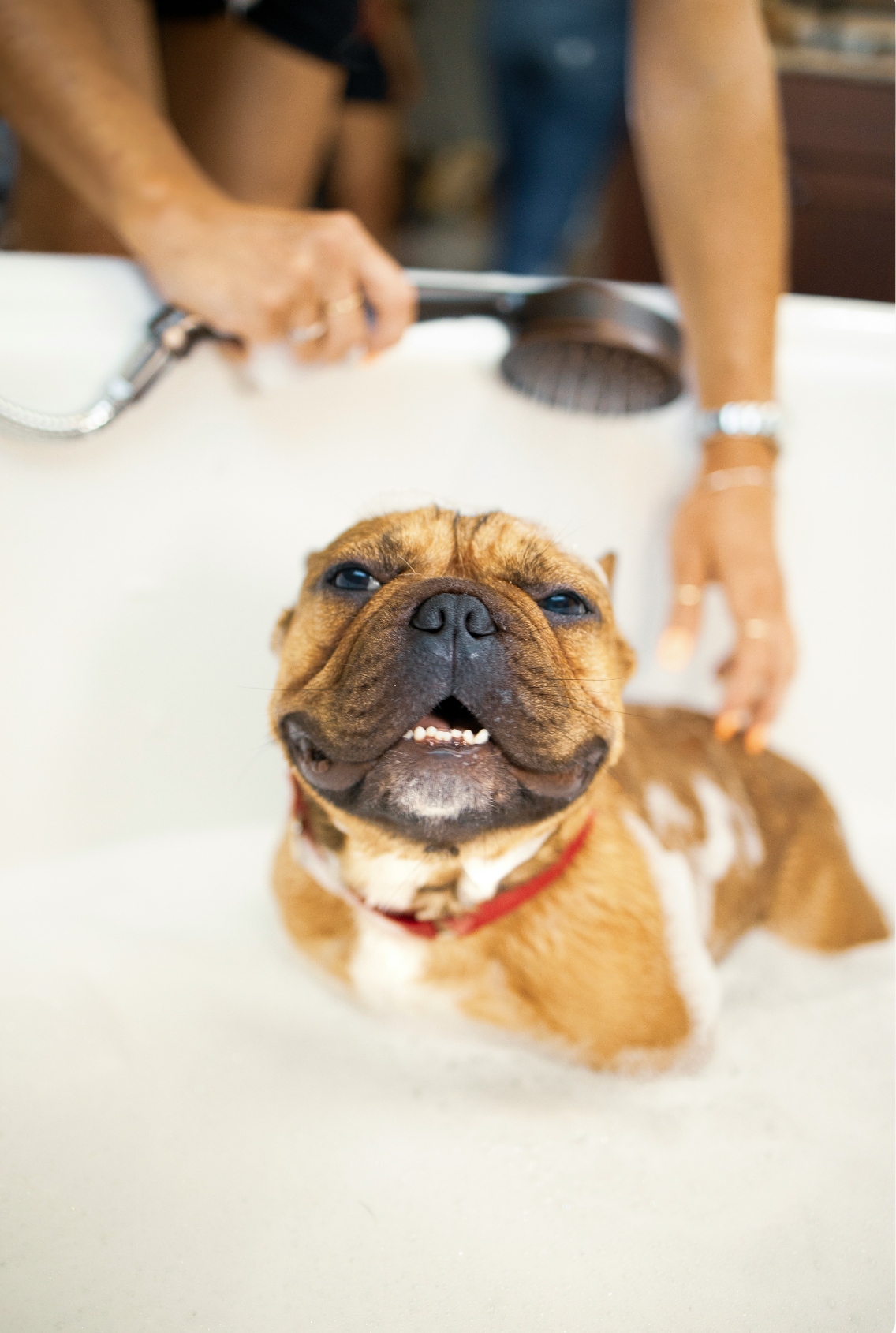Sand + Paws Gentle Pet Shampoo & Conditioner - Vanilla Musk