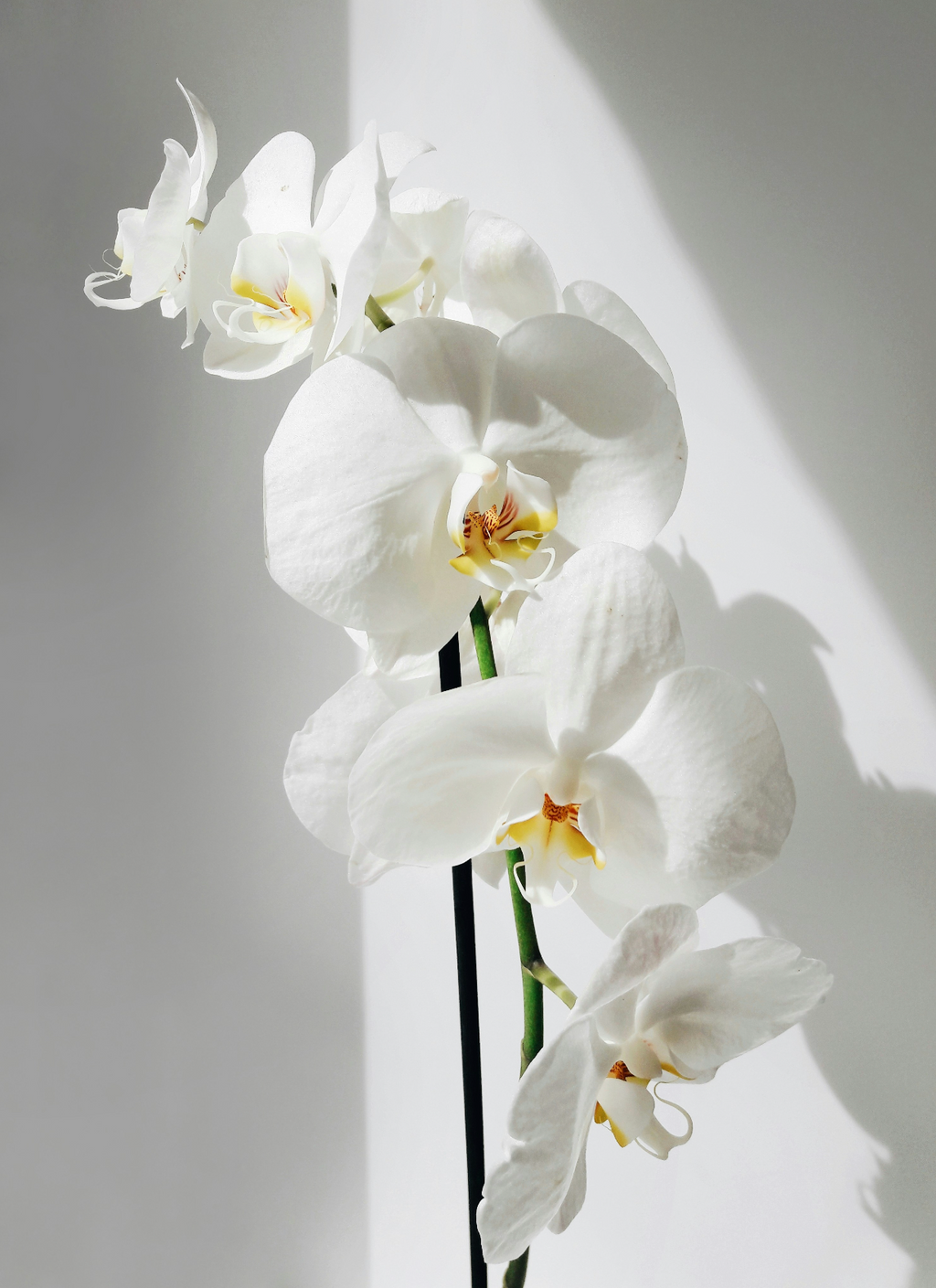 Vanilla Orchid 16.9 oz Whipped Moisturizing Body Butter