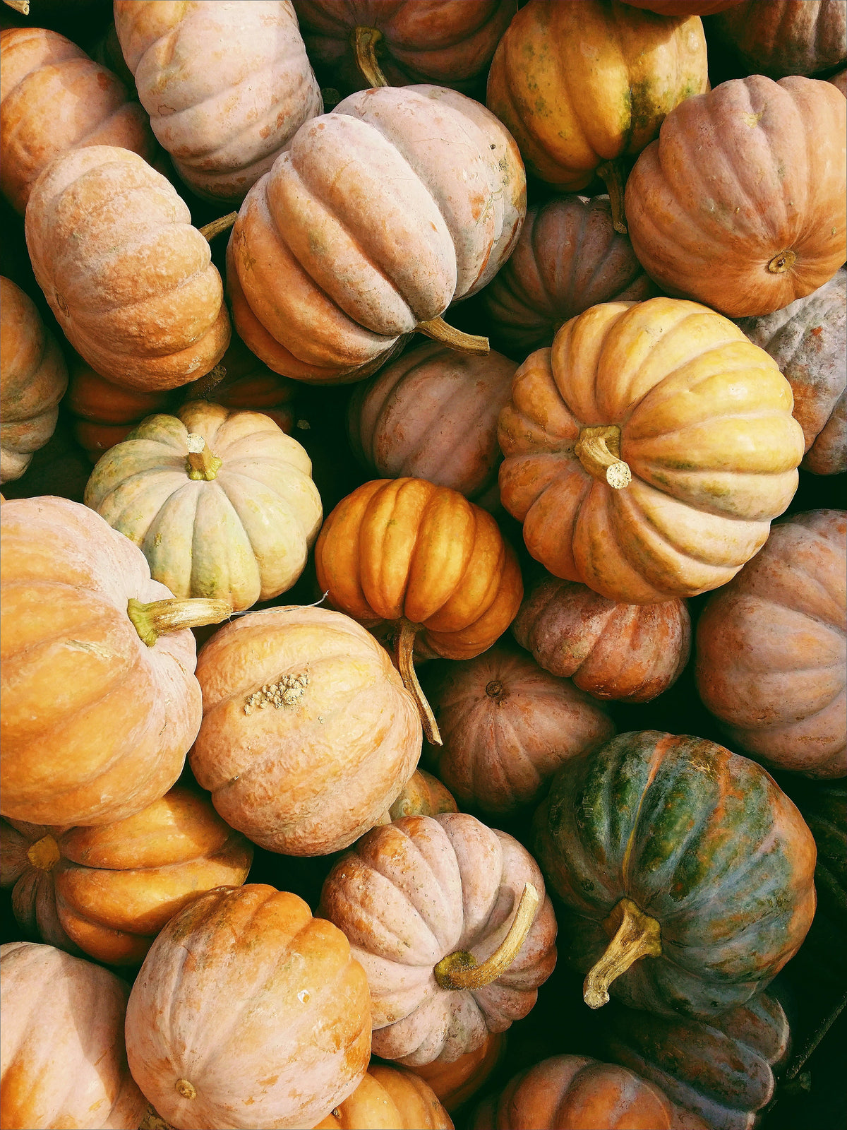 Pumpkin Patch 12 oz scented candle Premium